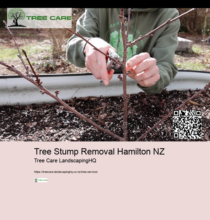 Tree Arborist Tauranga