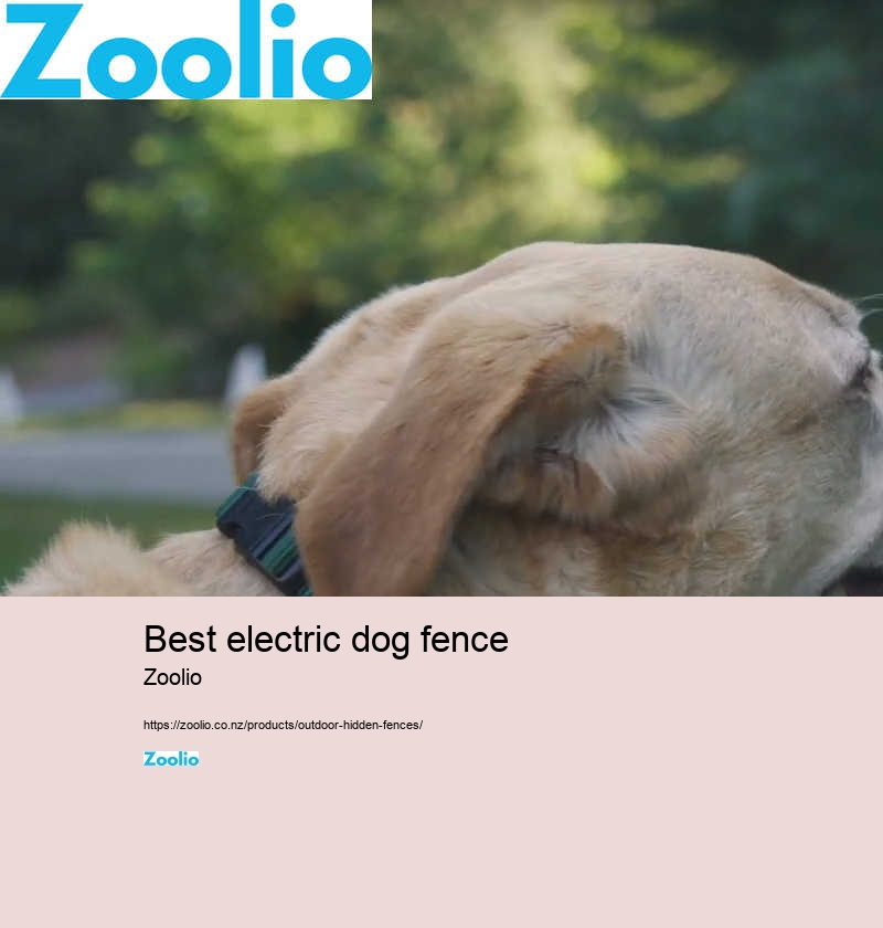 best electric dog fence