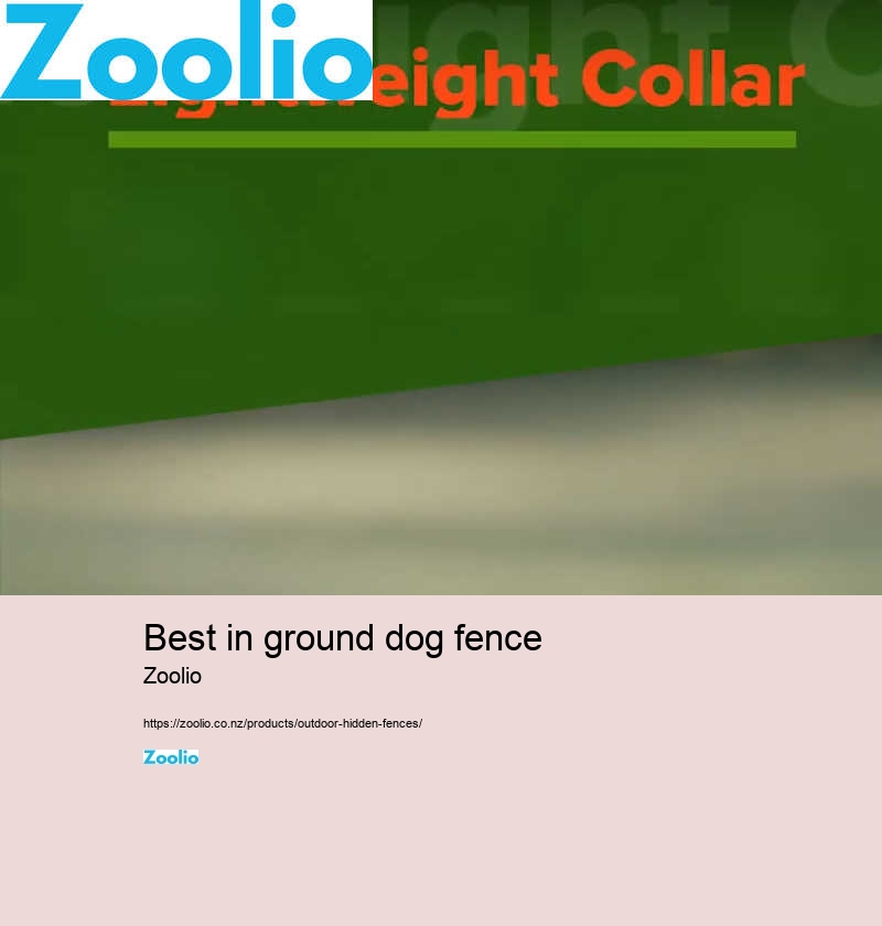 best in ground dog fence