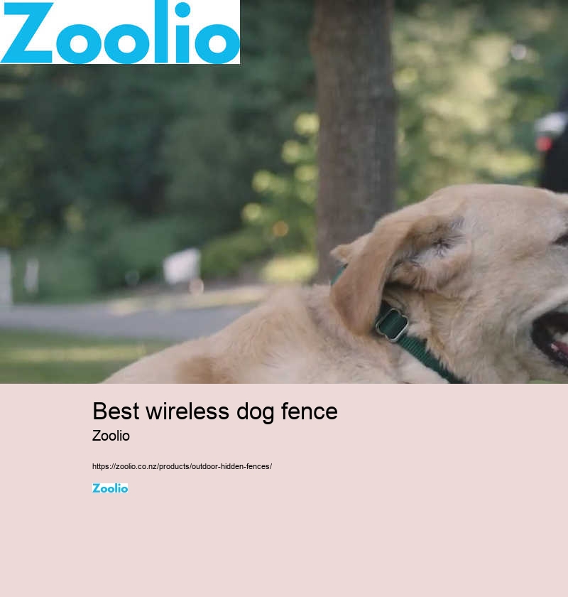 best wireless dog fence