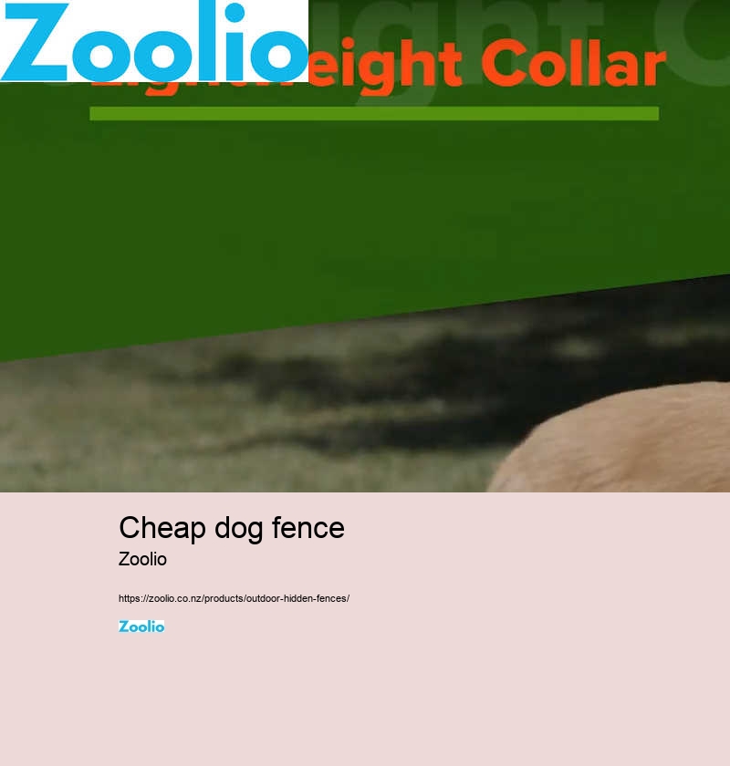 dog fence collar