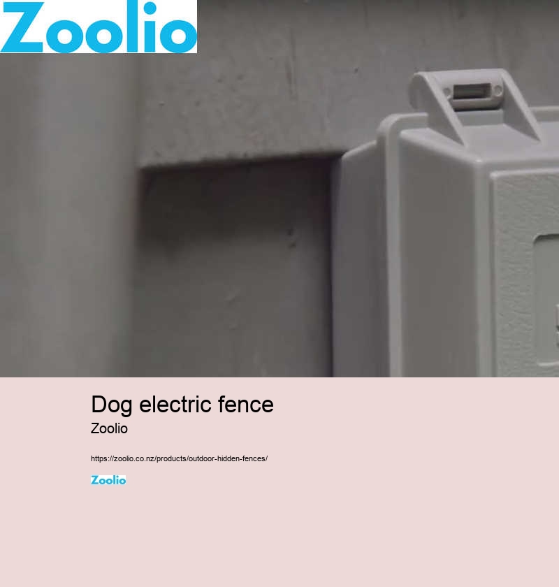 best wireless dog fence