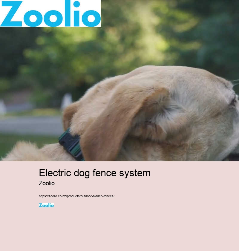 electric dog fence system